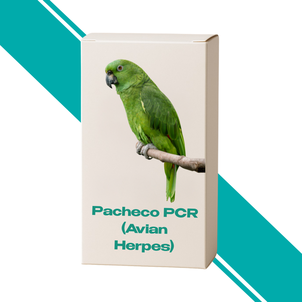 Pacheco PCR (Avian Herpes)